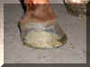Reconstructed foot 1.jpg (560847 bytes)